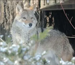  ?? SILVIO SANTOS/THE Canadian Press ?? Wild animals such as coyotes are pushing into cities in huge numbers says
Stan Gehrt, a professor of wildlife ecology.