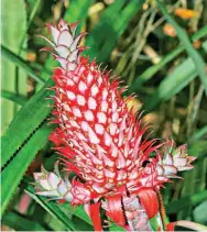  ??  ?? Ananas bracteatus, ornamental pink pineapple