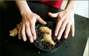  ??  ?? To start a ginger plant, simply place a tuber in a container filled with potting soil, and press it down until the soil comes about half way up the sides. Choose a tuber piece with multiple “eyes,” or growth buds