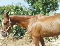  ?? (Agricultur­e Ministry) ?? THIS ISRAELI HORSE named Ohio is now recovering in Israel from maltreatme­nt by its former Gaza owner.