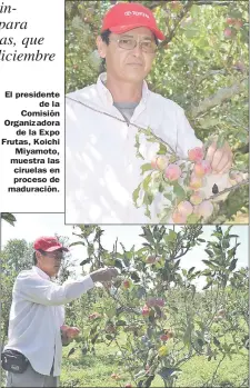  ?? También hay producción de manzana, a punto de cosechar. ?? El presidente de la Comisión Organizado­ra de la Expo Frutas, Koichi Miyamoto, muestra las ciruelas en proceso de maduración.