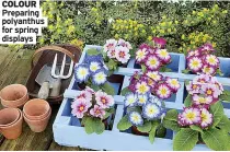  ?? Displays ?? COLOUR Preparing polyanthus for spring