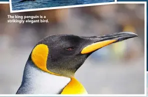  ??  ?? The king penguin is a strikingly elegant bird.