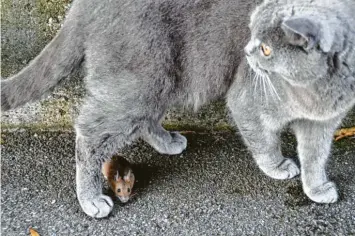  ?? ?? Ja, wo ist sie denn hin, die kleine Maus? Ihr Mittag- oder Abendessen hat Katze Judy von Peter Kolb aus den Augen verloren. Glück für die Maus, Pech für Judy – so wurde der kleine Nager nicht verspeist.