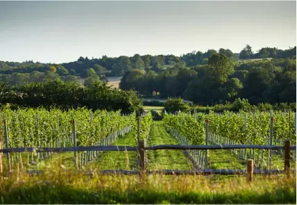  ?? ?? Right: the Pig has its own vineyard Below: the chic bar