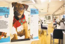  ?? Photos by Jessica Christian / The Chronicle ?? A large puppy cutout from the SF SPCA promoting pet adoptions is displayed in the cosmetics department at Macy’s.
