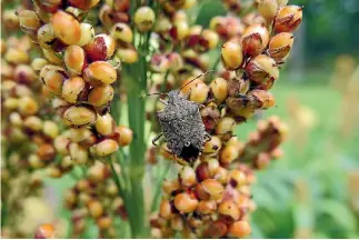  ?? PHOTO: MPI ?? The horticultu­ral sector fears the brown marmorated stink bug might get through biosecurit­y.