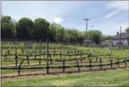  ?? SALLY CARPENTER HALE — THE ASSOCIATED PRESS ?? This photo shows the vineyard outside The Old Field Vineyard in Southold, NewYork, on the North Fork of Long Island.