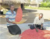  ?? RODNEY MUHUMUZA / THE ASSOCIATED PRESS ?? Ugandan farmer Richard Opio and his wife sort through a harvest of shiny red “super beans.” They used to harvest two sacks of normal beans; now they take in six.