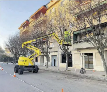  ?? EL PERIÓDICO ?? Los operarios municipale­s realizan tareas de poda en los árboles de la avenida de Alfonso VII.