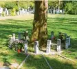  ??  ?? Im Bereich für Baumbestat­tungen gibt es Ärger. Archivfoto: Protestant­ischer Friedhof