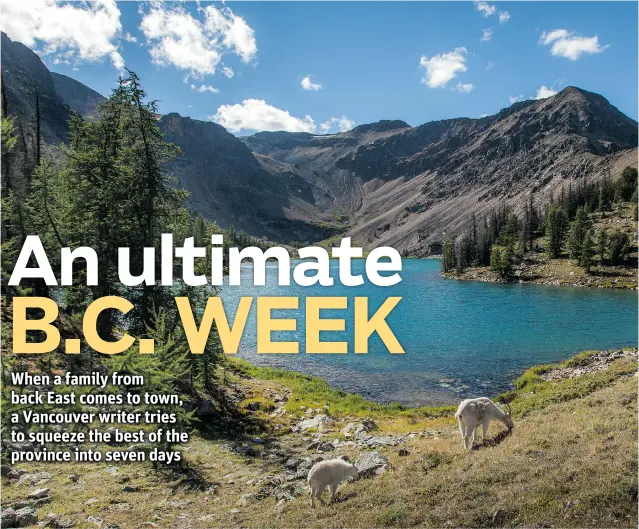  ?? PHOTOS: REMY SCALZA ?? Mountain goats graze in front of Lady Slipper Lake in Cathedral Provincial Park.