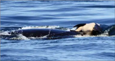  ?? MICHAEL WEISS — CENTER FOR WHALE RESEARCH VIA ASSOCIATED PRESS ?? Above and below, in these file photos taken July 24, provided by the Center for Whale Research, a baby orca whale is being pushed by her mother after being born off the Canada coast near Victoria, British Columbia. Whale researcher­s are keeping close...