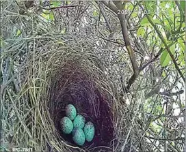  ?? COURTESY OF CHRIS AND SATSUKI JOWISE ?? Scrub Jay parents laid a total of five eggs in this nest just outside a window at Chris and Satsuki Jowise’s home in Bear Valley Springs.