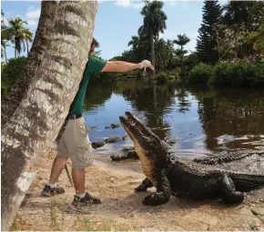  ??  ?? The Naples Zoo features a daily feeding show in which visitors can watch its amazing alligators.