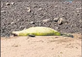  ?? The Associated Press ?? An endangered Hawaiian monk seal known by officials as L11 is shown on a beach on the island of Molokai, Hawaii.