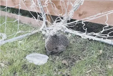  ??  ?? 0 A distressed hedgehog found trapped in netting