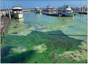  ?? (File Photo/AP/The Palm Beach Post/Lannis Waters) ?? Thick blue-green algae surrounds boats April 28 in the Pahokee Marina on Lake Okeechobee in Pahokee, Fla.