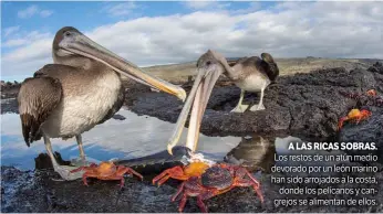  ??  ?? A LAS RICAS SOBRAS. Los restos de un atún medio devorado por un león marino han sido arrojados a la costa, donde los pelícanos y cangrejos se alimentan de ellos.