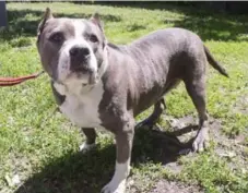  ?? RYAN REMIORZ/THE CANADIAN PRESS ?? A pit-bull ban that came into force last year in the city of Montreal prompted a court challenge by the SPCA.
