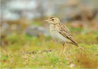  ?? ?? TEN: Juvenile/first-winter Tawny Pipit (Tide Mills, East Sussex, 10 October 2014). Juvenile Tawny Pipits have a strongly streaked plumage which contrasts markedly with the clean pale sandy hues of first-winters and adults. This bird, however, is in a transition­al plumage state, having already started to moult into its adult-type plumage, but it still retains many dark juvenile feathers in its upperparts and it still has an extensive band of streaking across the upper breast. Any resemblanc­e to either a Richard’s or Blyth’s Pipit, though, is quickly negated by this bird’s obvious dark loral line.