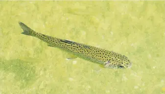  ??  ?? Minutes after arriving at its new home, courtesy of a Department of Fish and Wildlife truck, this trout swam around in the shallows at Crowley Lake in the Owens Valley near Bishop.