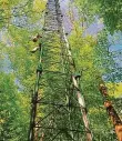  ?? Foto: Archiv ?? Měřící věž Stožár v lese u Lanžhotu je osazen přístroji.