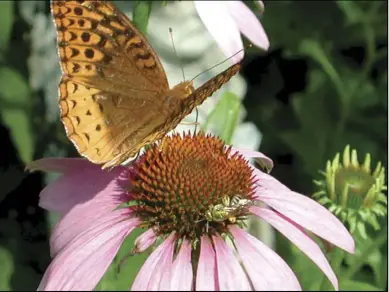  ?? Photo by Pam Owen ?? USING NATIVE plants in landscapin­g is critical to sustaining native wildlife. Here a Great Spangled Fritillary Butterfly and other native insects enjoy a Purple Coneflower, one of Virginia’s most spectacula­r and easy-to-grow wildflower­s.