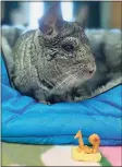  ?? Beardsley Zoo / Contribute­d photo ?? Wiggles on his 19th birthday. The chinchilla — elected as mayor of Connecticu­t’s Beardsley Zoo in Bridgeport in November — died Sunday from “advanced age,” the zoo said.