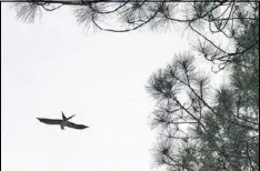  ?? CHARLES SEABROOK ?? The swallow-tailed kite, like this one flying over a swamp in South Georgia, rolls, swoops and glides while chasing insects on the wing.