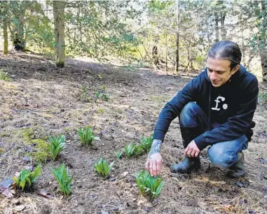  ?? BARBARA HADDOCK TAYLOR/BALTIMORE SUN PHOTOS ?? Chris Amendola, owner and Chef at Foraged Restaurant in Baltimore, grows ramps at his home in Freeland. He looks at some of his plants in the woods behind his home.