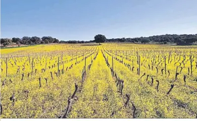  ?? ?? Viñedos de la bodega Cortijo los Alguilares cubiertos completame­nte por la floración.