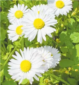  ??  ?? Harvest the flowers of the chamomile plant any time after the white petals appear.
