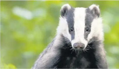  ??  ?? A tuft of hair from a fully grown badger can ward off witchcraft, according to medieval folklore