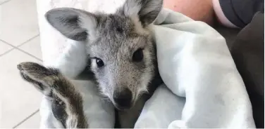  ?? Reuters ?? Pippa, a rescued orphaned seven-month↑ old wallaroo, rests in a homemade pouch in Bathurst, Australia.