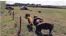  ?? RP-FOTOS: BUSCHKAMP ?? Auf dem Pötterhof werden rund 2500 Schweine unterschie­dlicher Rassen gehalten, einige draußen, andere im offenen Stall.