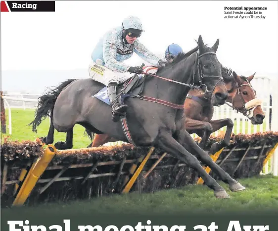  ??  ?? Potential appearance Saint Freule could be in action at Ayr on Thursday