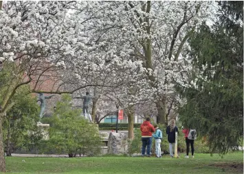  ?? JORDAN SMITH/SOUTH BEND TRIBUNE ?? Students in an Indiana University South Bend ecology course gather outside as bushes and trees on campus blossom on Wednesday. IUSB professors are advising the city of South Bend on its plans to achieve a 40% urban tree canopy by 2050.