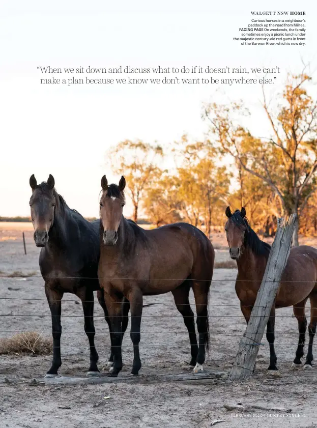  ??  ?? Curious horses in a neighbour’s paddock up the road from Milrea. FACING PAGE On weekends, the family sometimes enjoy a picnic lunch under the majestic century-old red gums in front of the Barwon River, which is now dry.