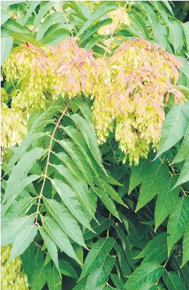 Rooting out the alien plants - PressReader