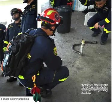  ??  ?? Thai firefighte­rs closely observing a cobra during a snake-catching training session.