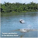  ??  ?? Tarpon aerobatics in the Monkey River