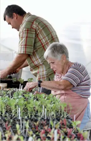 ?? Staff Photo by Dan Henry ?? Crabtree Farms greenhouse manager Mike Barron and volunteer Sissy Brackett prepare plants to be sold at today’s fall plant sale.