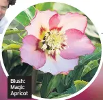  ??  ?? Blush: Magic Apricot