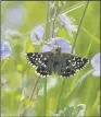  ??  ?? UNDER THREAT: Numbers of grizzled skippers were down nine per cent compared to 2016.