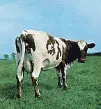  ?? ?? Pink Floyd Atom Heart Mother