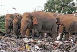  ?? Achala Pussalla / Associated Press ?? Wild elephants scavenge for food Thursday at an open landfill in Pallakkadu village about 130 miles east of the capital of Colombo, Sri Lanka.