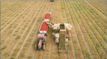  ?? PHOTO TOMAS OVALLE, VIA CALIFORNIA FARM BUREAU FEDERATION ?? A crew harvests processing tomatoes in a Fresno County field. The U.S. Department of Agricultur­e estimates the 2020 crop will still be 2 percent larger than last year’s, but it decreased its crop estimate after high temperatur­es reduced expected crop yields.