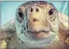  ?? THOMAS CORDY / THE PALM BEACH POST ?? Both 2013 and 2015 were recordbrea­king numbers for green sea turtles in the state of Florida.