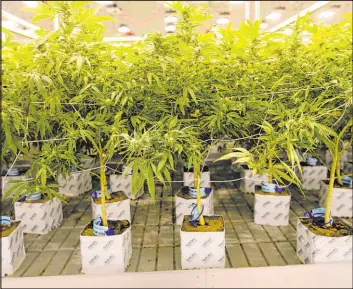  ?? K.M. Cannon Las Vegas Review-journal @Kmcannonph­oto ?? One of the marijuana grow rooms at Las Vegas’ Exhale Nevada as seen in June 2018.